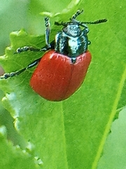 Chrysomela populi
