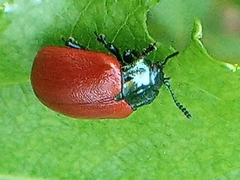 Chrysomela populi