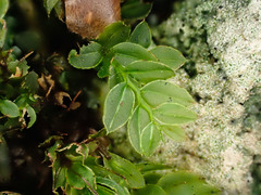 Mnium marginatum