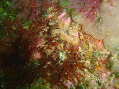 Isozoanthus capensis