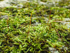 Rhynchostegium murale