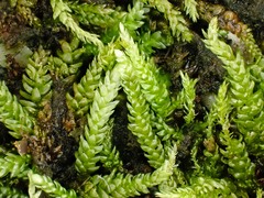 Rhynchostegium murale