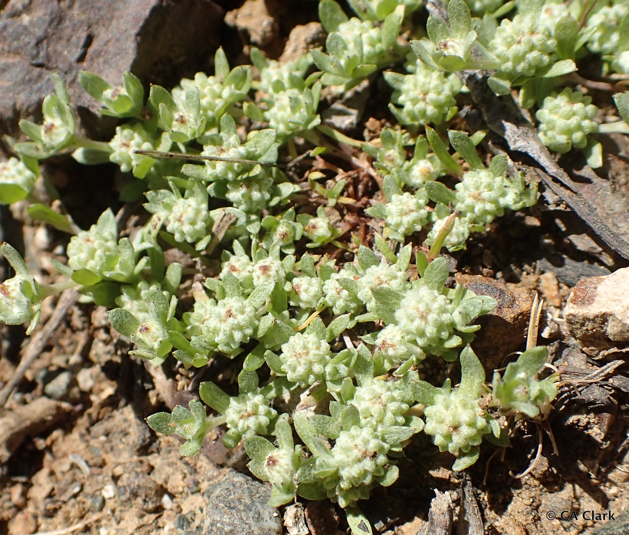 Psilocarphus tenellus