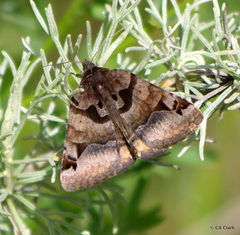 Euclidia ardita