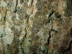 Pseudoschismatomma rufescens