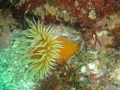 Pseudactinia flagellifera