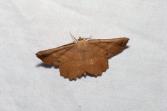 Euchlaena johnsonaria