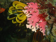 Stylaster nobilis
