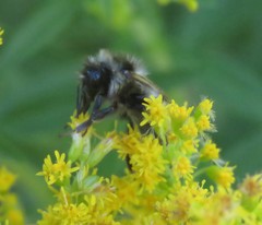 Bombus vancouverensis