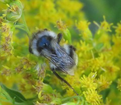 Bombus vancouverensis