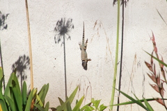 Sceloporus mucronatus