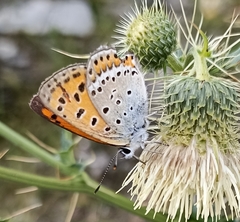 Lycaena panava