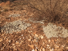 Helichrysum cerastioides