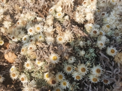 Helichrysum cerastioides