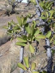 Diospyros lycioides lycioides