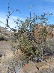 Diospyros lycioides lycioides
