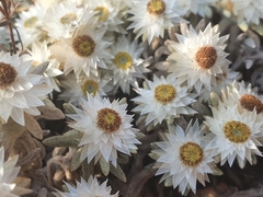 Helichrysum cerastioides