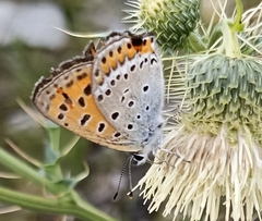 Lycaena panava