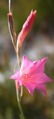 Gladiolus meridionalis