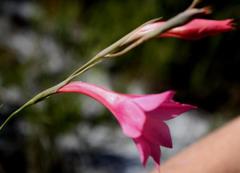 Gladiolus meridionalis