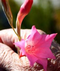 Gladiolus meridionalis