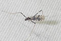 Erioptera graphica