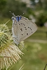 Ancema ctesia