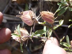 Barleria lanceolata