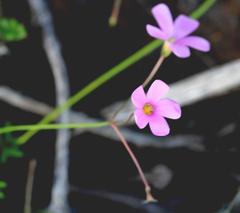 Oxalis livida