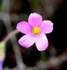 Oxalis livida