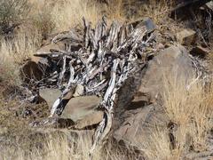 Euphorbia virosa virosa