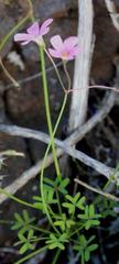 Oxalis livida