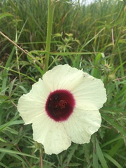 Hibiscus cannabinus