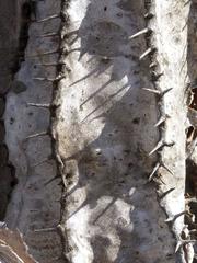 Euphorbia virosa virosa