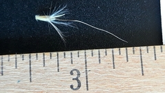 Bothriochloa hybrida