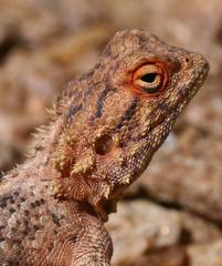 Agama anchietae