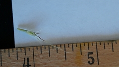 Bothriochloa hybrida