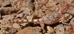 Agama anchietae