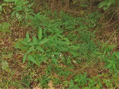 Desmodium cuspidatum