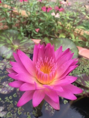 Nymphaea pubescens