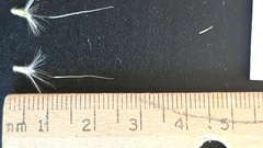 Bothriochloa hybrida