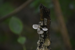 Fungi