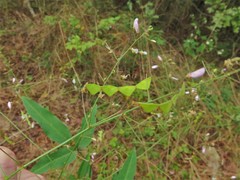 Desmodium cuspidatum