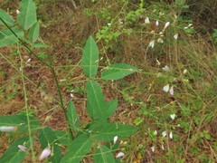 Desmodium cuspidatum