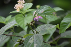 Lantana camara