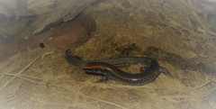 Iphisa elegans