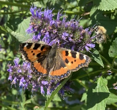 Aglais urticae