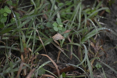 Lepidoptera