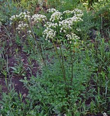 Ligusticum porteri
