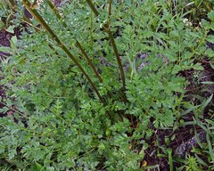 Ligusticum porteri